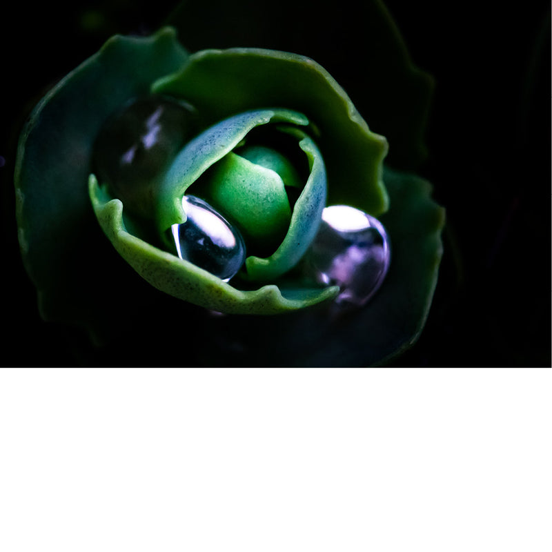 Close-up van een Saxifraga (steenbreek), soms ook schildersverdriet genoemd. Het is een geslacht van vaste planten dat bekend staat om zijn kleine, kleurrijke bloemetjes die boven kussenachtige bladeren uitsteken en vaak in rotstuinen of muurspleten groeien. 