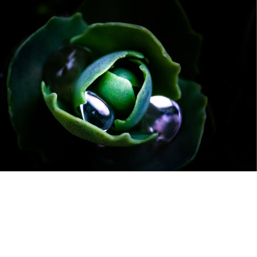 Close-up van een Saxifraga (steenbreek), soms ook schildersverdriet genoemd. Het is een geslacht van vaste planten dat bekend staat om zijn kleine, kleurrijke bloemetjes die boven kussenachtige bladeren uitsteken en vaak in rotstuinen of muurspleten groeien. 