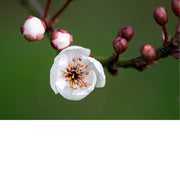 De abrikozenboom is een struik- of boomvormige plant die behoort tot de rozenfamilie (Rosaceae). 