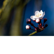 Kersenbloesems (Sakura) zijn de bloemen van bomen van het geslacht Prunus, subgenus Cerasus. De bloem wordt in Japan al eeuwenlang gevierd en heeft een prominente plaats in de Japanse cultuur. 