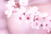 De kersenbloesems (Sakura) worden beschouwd als de nationale bloem van Japan. Ze staan symbool voor de schoonheid en vergankelijkheid van het leven