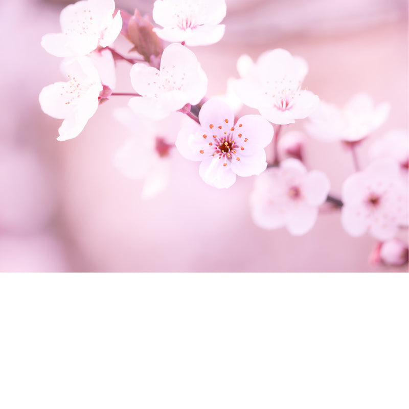 De kersenbloesems (Sakura) worden beschouwd als de nationale bloem van Japan. Ze staan symbool voor de schoonheid en vergankelijkheid van het leven