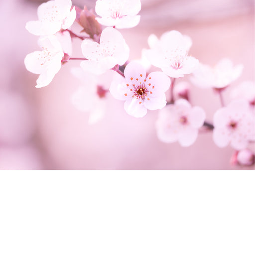 De kersenbloesems (Sakura) worden beschouwd als de nationale bloem van Japan. Ze staan symbool voor de schoonheid en vergankelijkheid van het leven