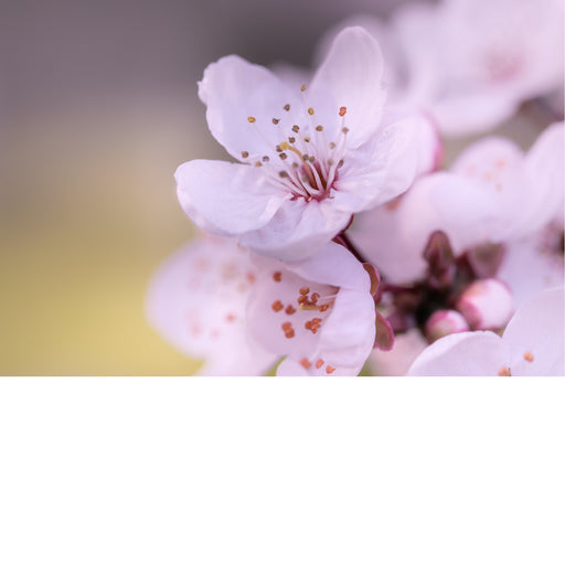 Bloesem van de kerspruim (Prunus cerasifera). Deze bloem, ook wel bekend als mirabel, is een van de eerste bomen die in het vroege voorjaar bloeit. 