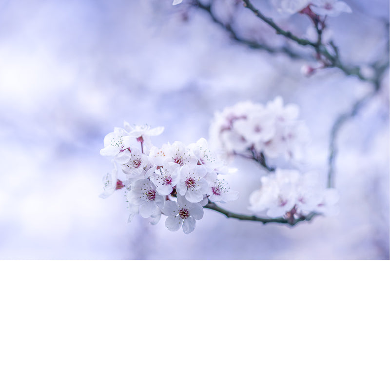 Er zijn meer dan 300 soorten, variëteiten en hybriden van Japanse kersenbloesems. 