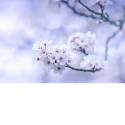 Er zijn meer dan 300 soorten, variëteiten en hybriden van Japanse kersenbloesems. 