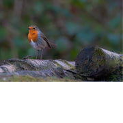 Roodborstje (Erithacus rubecula) is een kleine zangvogel staat bekend om zijn feloranje borst en gezang. 