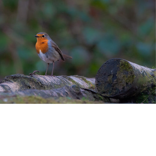 Roodborstje (Erithacus rubecula) is een kleine zangvogel staat bekend om zijn feloranje borst en gezang. 