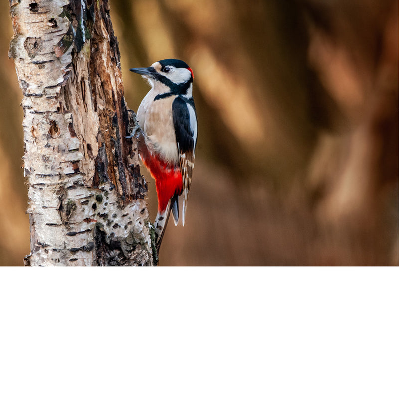 De grote bonte specht (Dendrocopos major) is de meest voorkomende in Vlaanderen en is gemakkelijk te herkennen aan zijn zwart-witte verenkleed, rode stuit en witte schoudervlekken. 