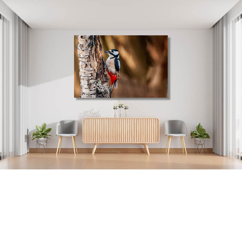 Specht aan het werk op een berk