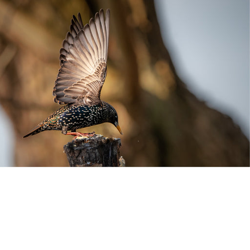 De spreeuw is een middelgrote zangvogel met een glanzend zwart verenkleed met een metaalachtige glans, dat op bepaalde tijden van het jaar met witte spikkels is getooid. 