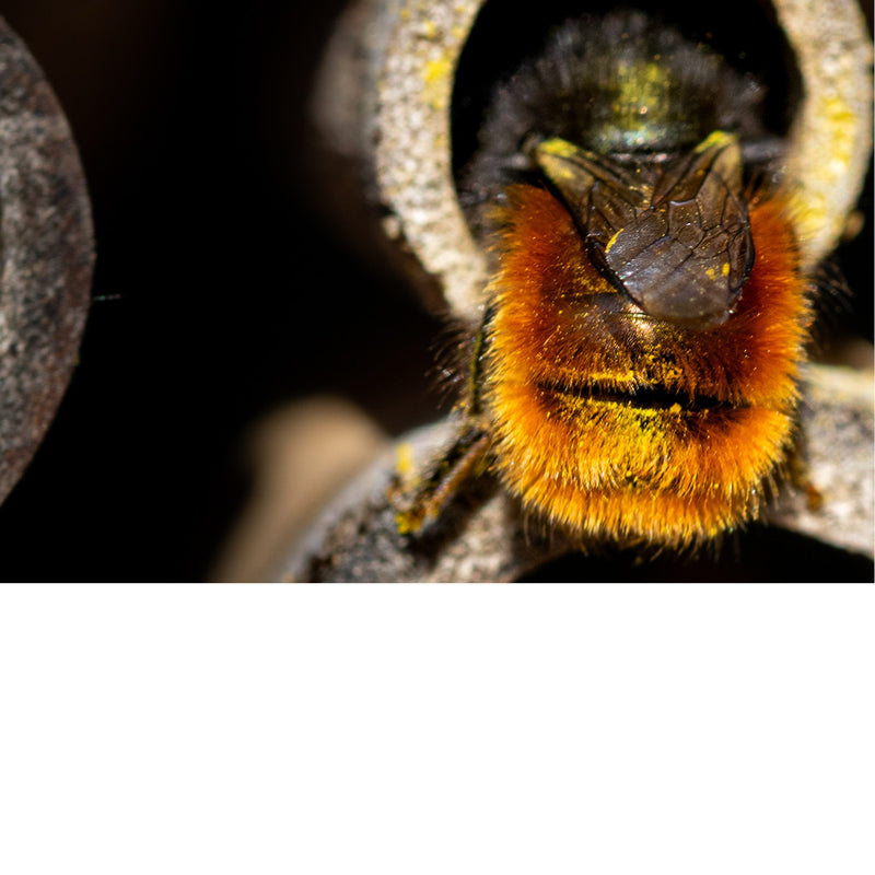 Deze bij is druk in de weer in een insectenhotel.