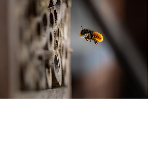 Deze bij is druk in de weer in een insectenhotel.