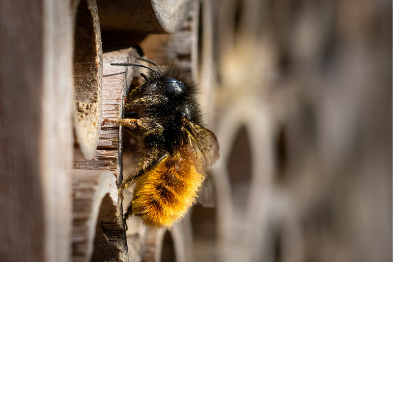 Deze bij is druk in de weer in een insectenhotel.
