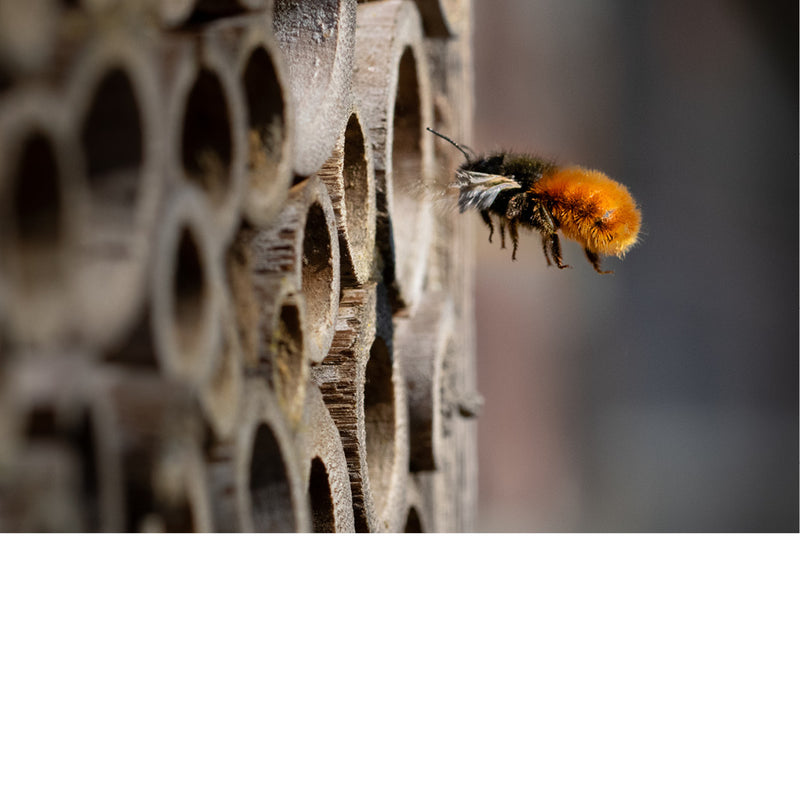 Deze bij is druk in de weer in een insectenhotel.