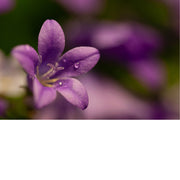 De klokjesbloem, ofwel Campanula. De bloem staat bekend om zijn klok- of trompetvormige bloemen in tinten blauw, paars en wit.