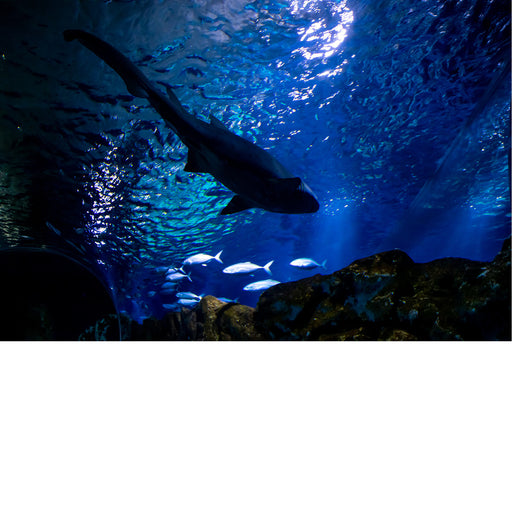 Onder een haai lopen is een speciale ervaring.