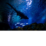 Onder een haai lopen is een speciale ervaring.