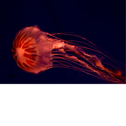 Een zeenetel (geslacht Chrysaora), een soort kwal die in verschillende oceanen over de hele wereld voorkomt. 