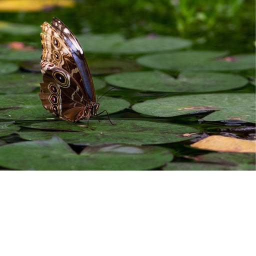 Dit is een Morpho-vlinder, waarschijnlijk een Peleides blauwe morpho (Morpho peleides). 