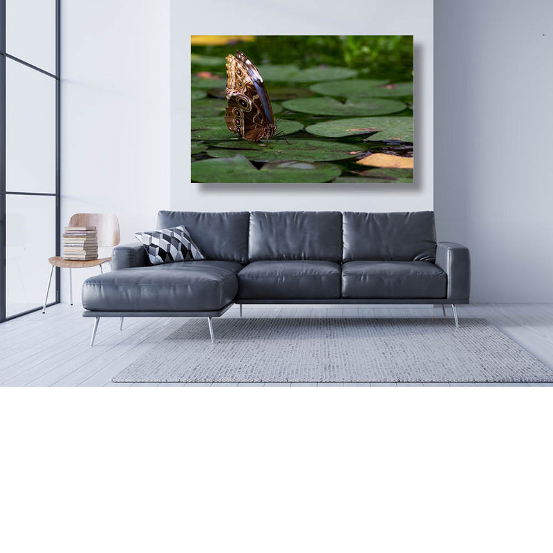 Even rusten op de waterlelies