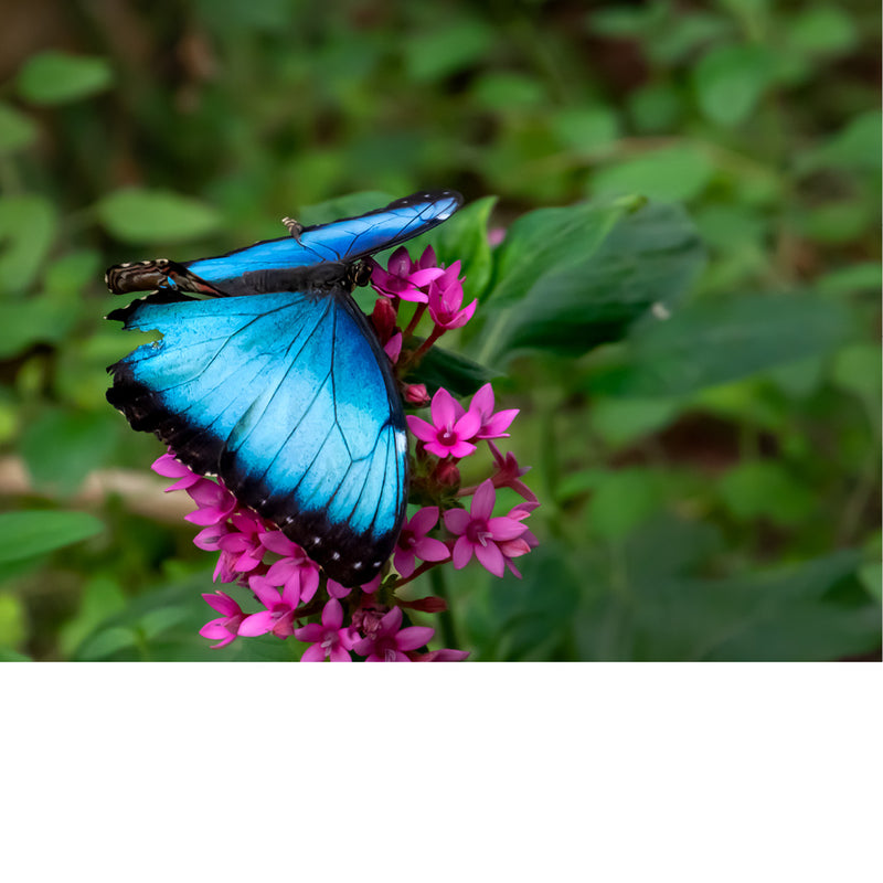 Dit is een Morpho-vlinder, waarschijnlijk een Peleides blauwe morpho (Morpho peleides). 