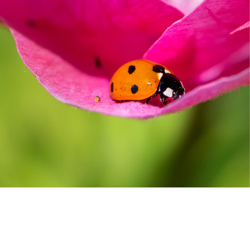 Dit lieveheersbeestje gebruikt het bloemblaadje als hangmat.