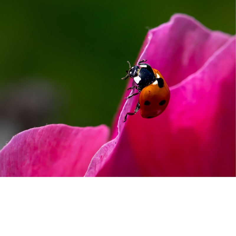 Het lieveheersbeestje is bijna bovenop de bloem geraakt.