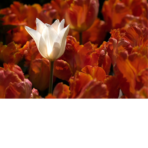 Een witte tulp tussen een veld van oranje tulpen. De tulpen met de gevederde en gekrulde bloemblaadjes zijn waarschijnlijk papegaaitulpen.