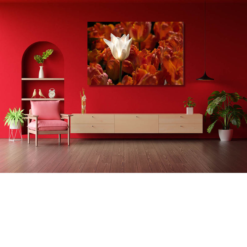 Witte tulp in een zee van oranje