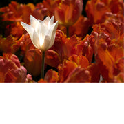 Een witte tulp tussen een veld van oranje tulpen. De tulpen met de gevederde en gekrulde bloemblaadjes zijn waarschijnlijk papegaaitulpen.