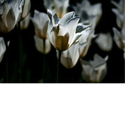 Witte tulpen in low key