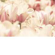 Witte tulpen in high key