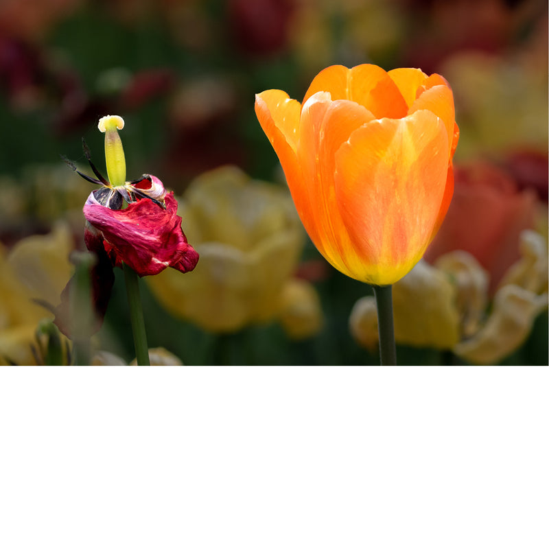 Twee tulpen, een oranje en een rode die aan het verwelken is, waarschijnlijk een parkiettulp (Tulipa gesneriana var. dracontia), een tulpensoort die bekend staat om zijn grote, gekartelde en gevederde bloemblaadjes. 
