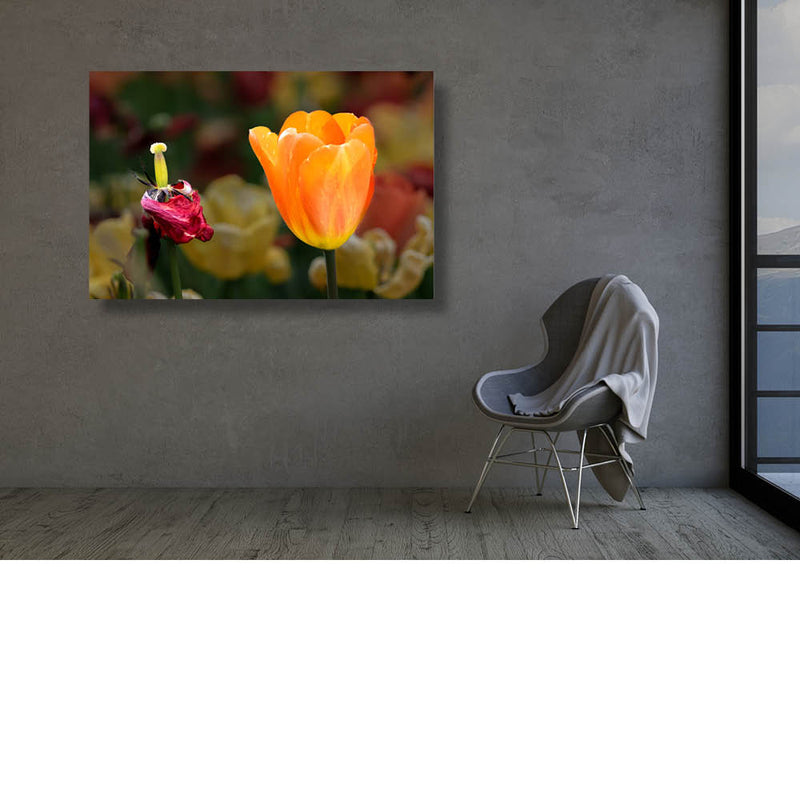 Tulpen in evolutie