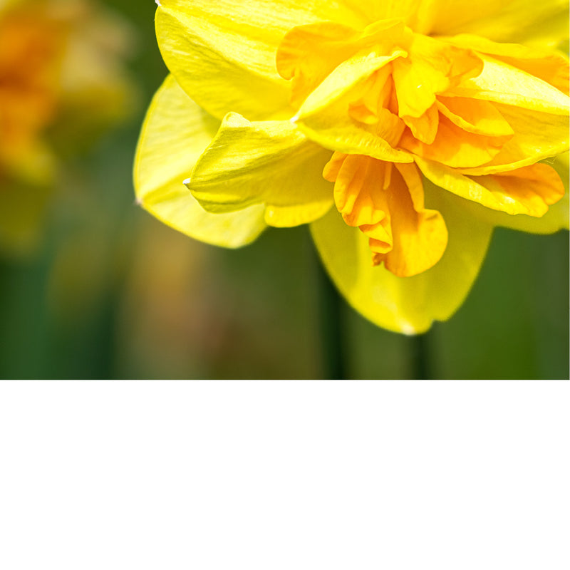 Detail van een narcis (Latijnse naam: Narcissus).