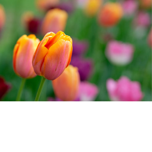 Warm en kleurrijk beeld van abrikoosoranje tulpen.