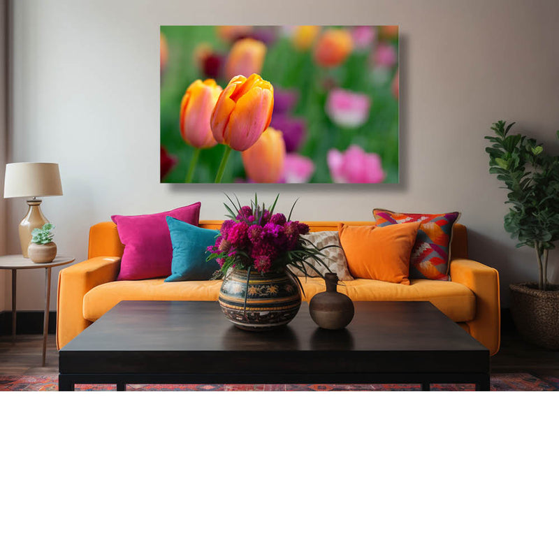 Tulipa Bellville 1