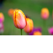 Warm en kleurrijk beeld van abrikoosoranje tulpen.