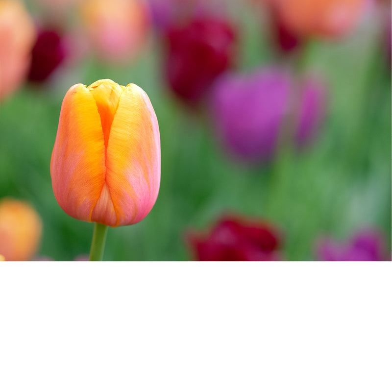 Warm en kleurrijk beeld van abrikoosoranje tulpen.