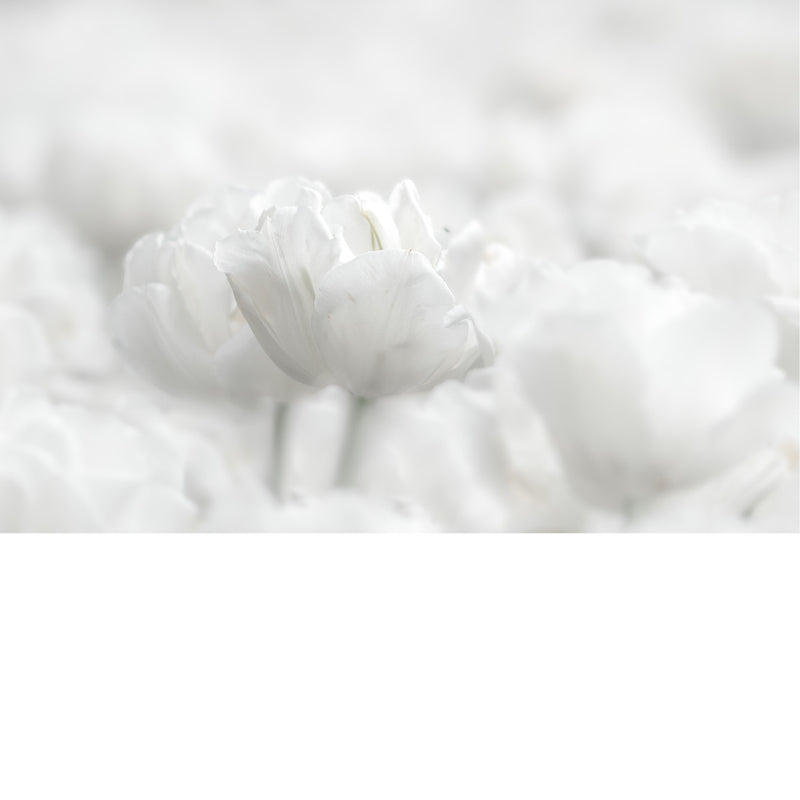 Twee witte tulpen steken uit het veld van soortgenoten.