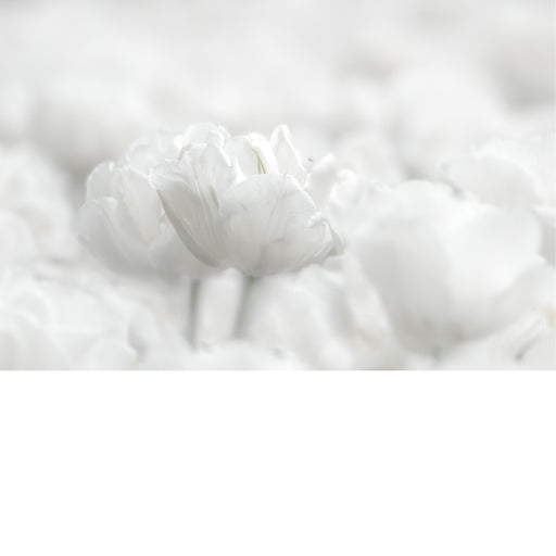 Twee witte tulpen steken uit het veld van soortgenoten.