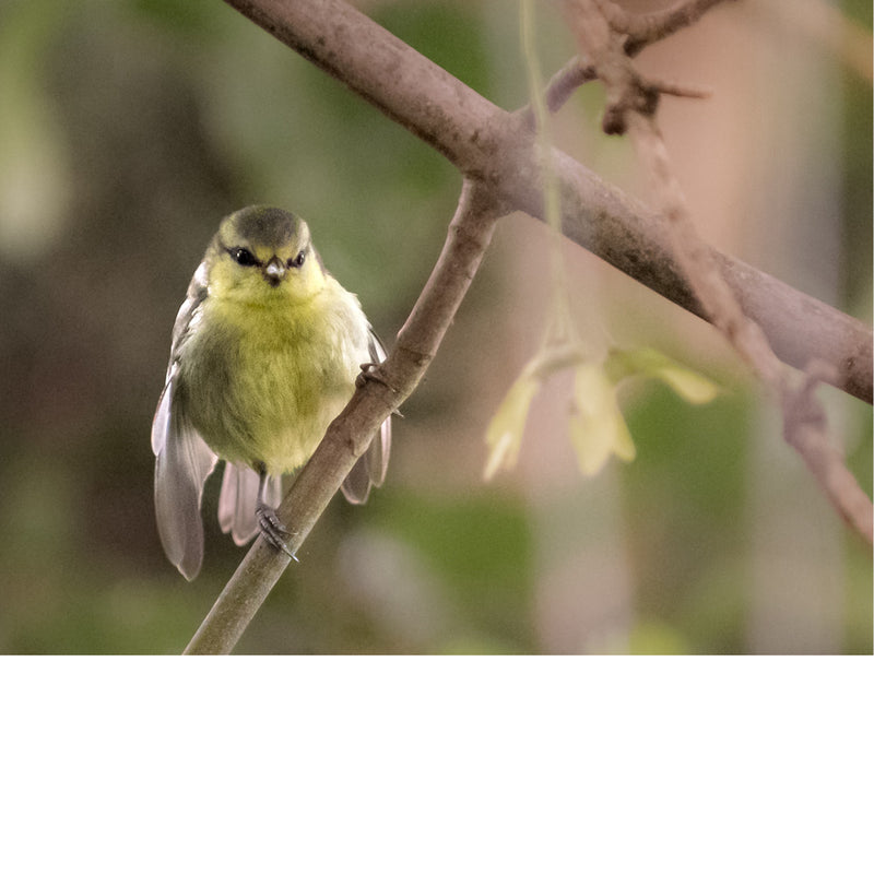 Een jonge koolmees (Cyanistes caeruleus), te herkennen aan zijn geelachtige verenkleed. De koolmees is een kleine zangvogel uit de familie Paridae. 