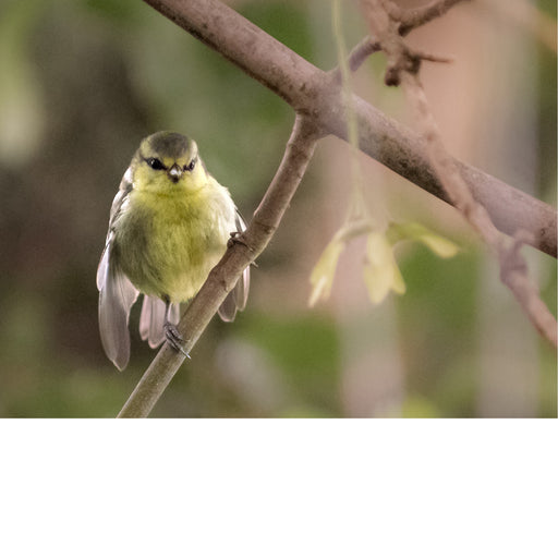 Een jonge koolmees (Cyanistes caeruleus), te herkennen aan zijn geelachtige verenkleed. De koolmees is een kleine zangvogel uit de familie Paridae. 
