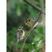 De pimpelmees (Cyanistes caeruleus) die een jong voedt. Pimpelmezen zijn kleine zangvogels die bekendstaan om hun blauw-gele verenkleed.