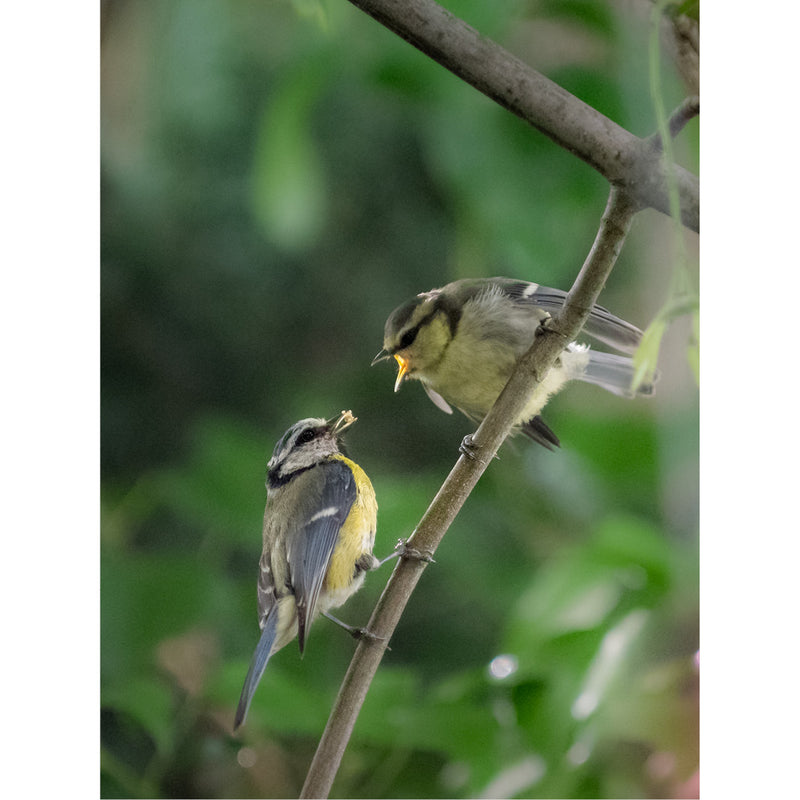 De pimpelmees (Cyanistes caeruleus) die een jong voedt. Pimpelmezen zijn kleine zangvogels die bekendstaan om hun blauw-gele verenkleed.