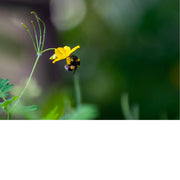 Dit bijtje is op zoek naar stuifmeel.