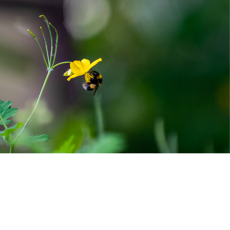 Dit bijtje is op zoek naar stuifmeel.