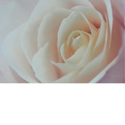 Een witte camelia (Camellia japonica), ook wel bekend als de Japanse roos.