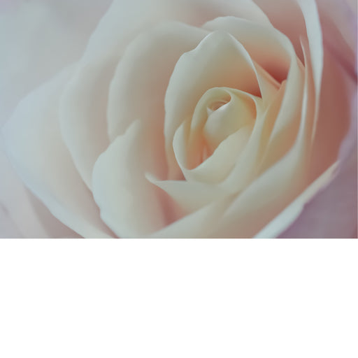 Een witte camelia (Camellia japonica), ook wel bekend als de Japanse roos.